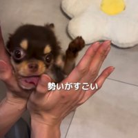 飼い主の手にぶつかって舌が出る子犬