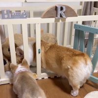 興味津々なレナちゃん