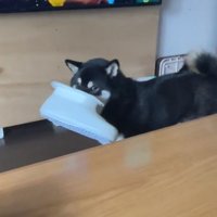チラ見するコテツくん