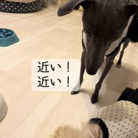 近づく犬