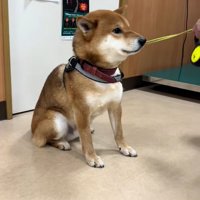 名前を呼ばれるごんちゃん