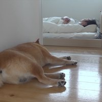 飼い主に寄り添う柴犬