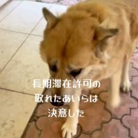 投稿者の方へ歩いてくる犬