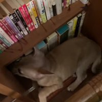 定位置は部屋の隅っこ