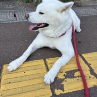 お散歩