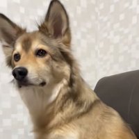 じっと様子をうかがう犬