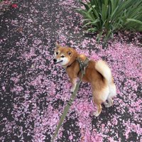 見返り