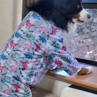 バーニーズマウンテンドッグだった！！