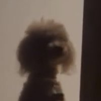こちらを見る犬