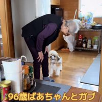 尻尾を振りながら笑顔でおばあちゃんに近づく犬