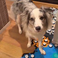 「水」のボタンを前足で押す犬