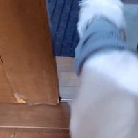 ドアの隙間から玄関へ向かって走っていく犬