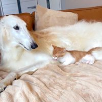 うにちゃんを見守るバロンくん