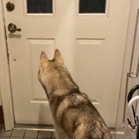 ドアの前でパパの帰りを待つ犬