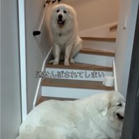 通れなくなった犬