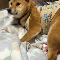 困り顔が可愛すぎる！