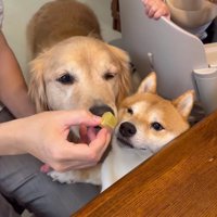 おやつまで…♡