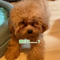 警戒するワンコ