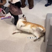 「ホラ！お腹触っていいよ！」