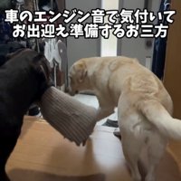 パパのお出迎え準備中