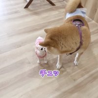 子犬に鼻を近づける柴犬