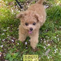 芝生で駆け回るふわちゃん