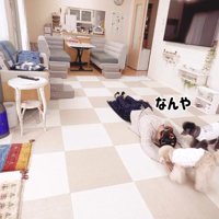 飼い主に近寄る白い犬と黒い犬