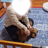 座った飼い主の腕の中に飛び込む犬