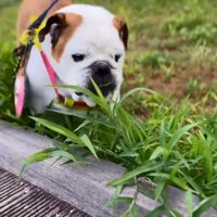 散歩するまめちゃん