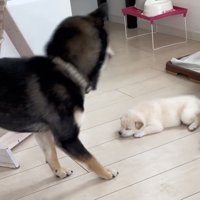 のけぞる犬