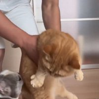 抱っこしていた猫を床に降ろす飼い主