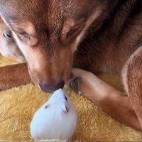 ハムスターを見つめる保護犬 