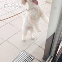 ドアに手をかける犬