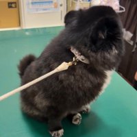 診察台に上がったら…