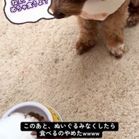 こあ君のご飯の横におもちゃを置いたら4