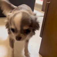 飼い主を出迎える小型犬