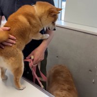 落ち着かないうにくん