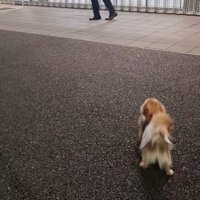 CoCoちゃんとパパさんの再会3