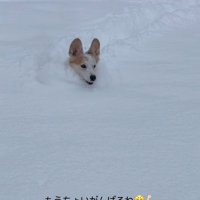 雪に埋もれるポムちゃん7