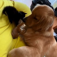 猫パンチする音くん