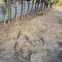 大型犬と散歩中に…