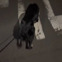 リードを持って歩く2