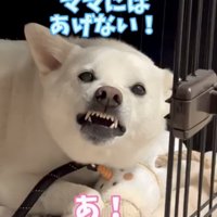 ぬいぐるみを守るように威嚇する犬