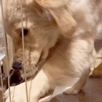 水をこぼす犬5