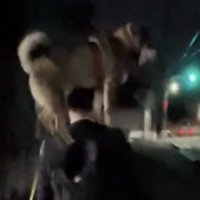 肩の上から前を見る犬