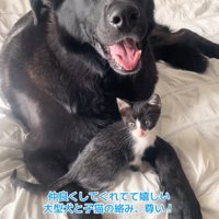 子猫と大型犬
