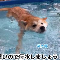 立派な成犬に！！