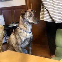 姿勢を正して座る犬