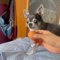 ハッ
