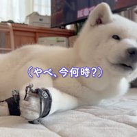 飛び起きたあいちゃん